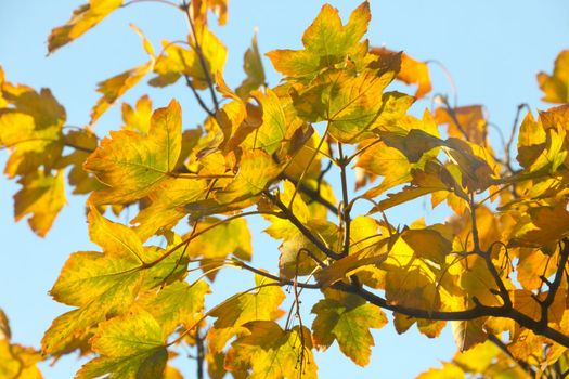Yellow-red leaves of a tree against the blue sky on a sunny autumn day
