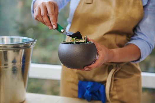Details: Hands of a florist using a garden shovel with fertilized soil, scatters it into a ceramic pot during plant transplantation. Spring potted flower care. Transplants, and cares for houseplants