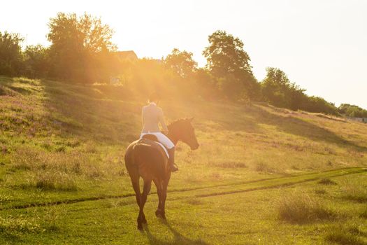 Young woman riding a horse on the green field. Horseback Riding. Competition. Hobby. Sun flare