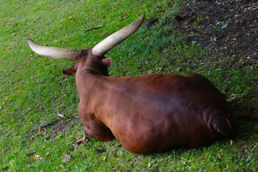 Watussi lies in the shade on the green grass. Watussi is a breed of cattle bred in Africa