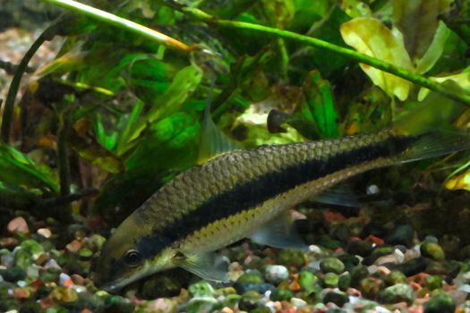 A small fish swims in the aquarium at home