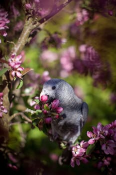 African Grey Parrot, Psittacus erithacus timneh, on the apple tree in spring garden