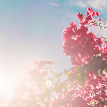 Floral background, spring nature and botanical beauty concept - Coral blooming flowers and blue sky, feminine style background