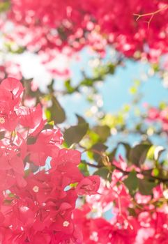 Floral background, spring nature and botanical beauty concept - Coral blooming flowers and blue sky, feminine style background