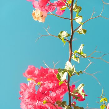 Floral background, spring nature and botanical beauty concept - Coral blooming flowers and blue sky, feminine style background