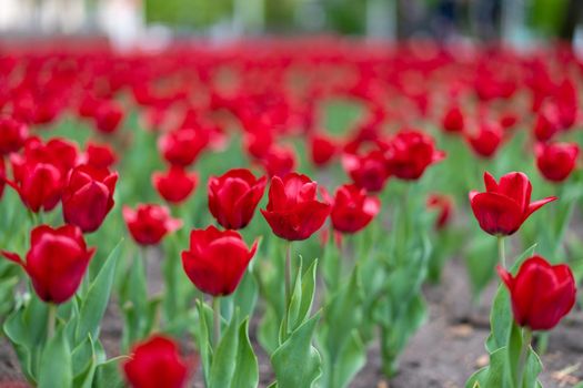 Red tulip flowers background outdoor Spring season flowers