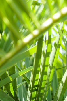 Exotic vacation, botanical background and summer travel concept - Palm leaves in summertime