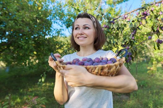 Female gardener with crop of plums in basket, garden background. Hobbies, growing organic fruits in the home garden