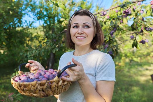 Female gardener with crop of plums in basket, garden background. Hobbies, growing organic fruits in the home garden