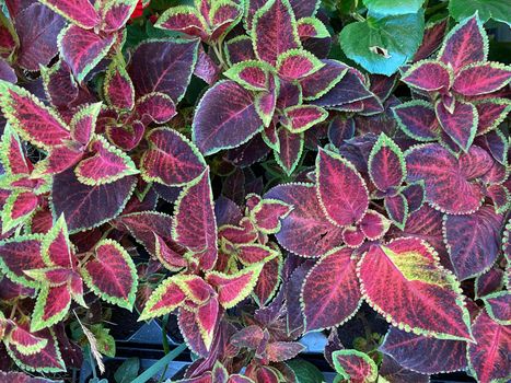 Green and red foliage of the Coleus plant - bright red leaves close-up, natural background, floral abstract texture