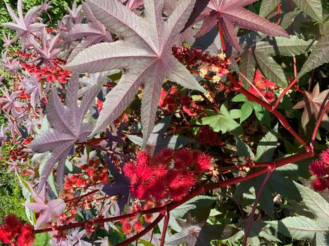 Castor oil plant. Spiny fruit of castor oil plant.