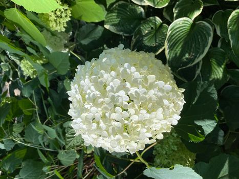 White hydrangea - Snowball tree. Hydrangea flowers are very unique. This flower can change color, ranging from white, red, to purple. Color changes in hydrangeas indicate the natural pH levels in the soil content.