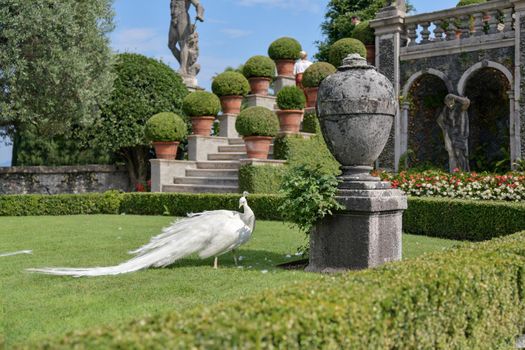 The white peacocks and baroque statues, Lake Maggiore, Stresa, Italy.