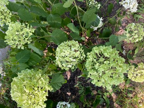 White hydrangea - Snowball tree. Hydrangea flowers are very unique. This flower can change color, ranging from white, red, to purple. Color changes in hydrangeas indicate the natural pH levels in the soil content.