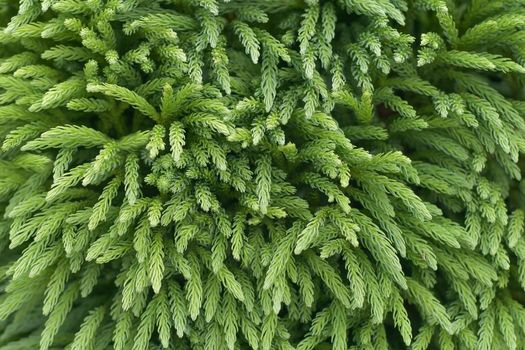Japanese cedar Branches of cryptomeria japonica