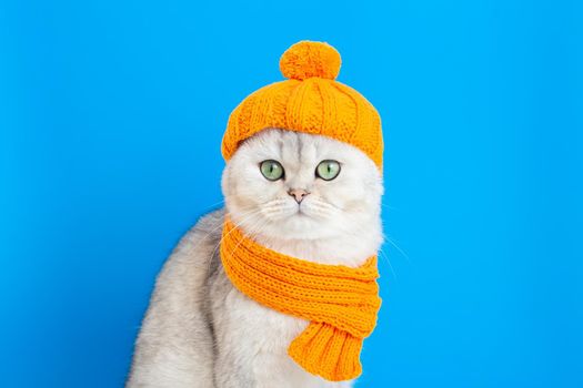 a funny white cat, sitting in an orange knitted hat and scarf, on a blue background. copy space