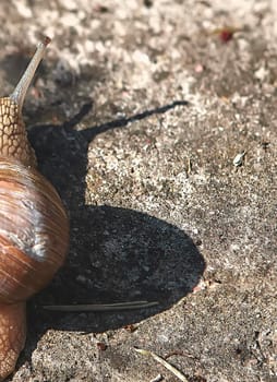 Grape snail crawls on the ground in the grass. The shadow of a snail on the sand.