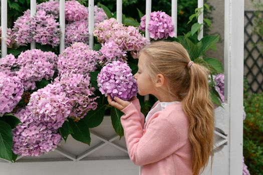Portrait of a little girl smelling hydrangea flowers