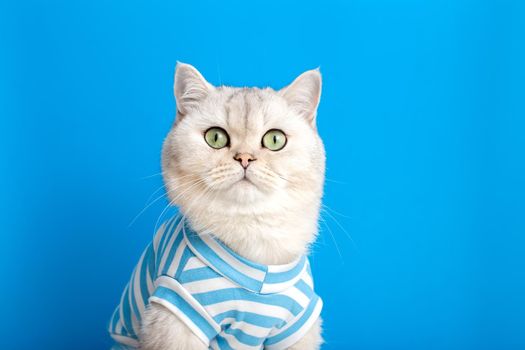 Portrait of a cute white cat in striped clothes on a blue background. Copy space