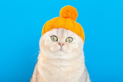 adorable funny white cat, sitting in an orange knitted hat, on a blue background. copy space