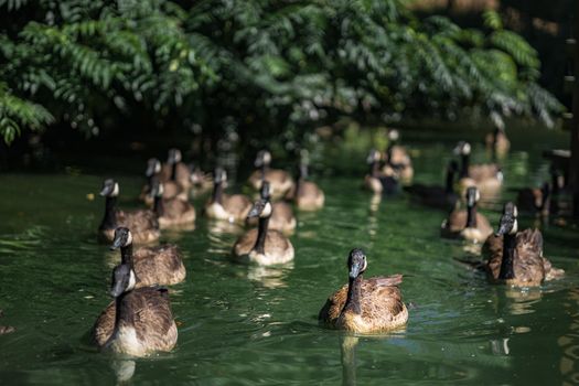 Wild Geese Swimming in the city Lake. High quality photo