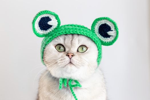 Portrait of a funny white cat sitting in a green knitted hat in the form of a frog, on a white background. copy space