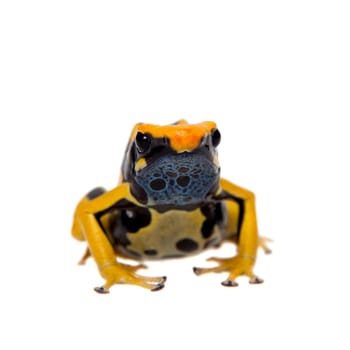 Regina Blue Dyeing Poison Dart Frogling, Dendrobates tinctorius, on white background.