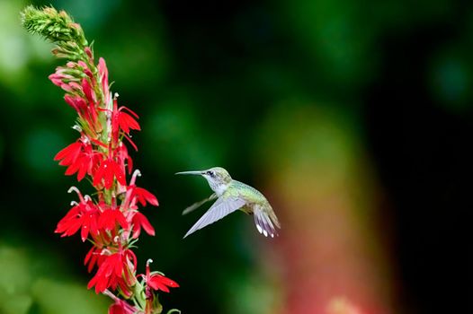 Juvenile male Ruby-throated Hummingbird (rchilochus colubris) feeding on a cardinal flower (Lobelia cardinalis).