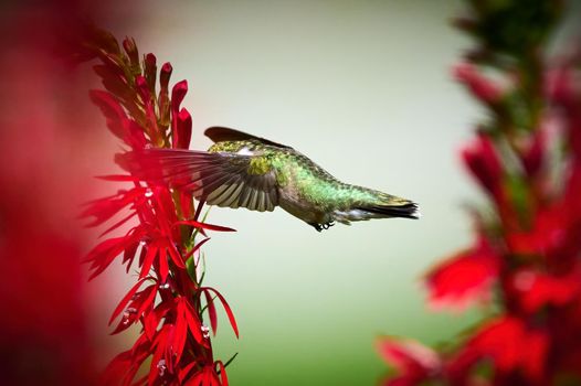 Ruby-throated Hummingbird (rchilochus colubris) in flight feeding on a cardinal flower (Lobelia cardinalis).