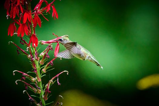 Ruby-throated Hummingbird (rchilochus colubris) feeding on a cardinal flower (Lobelia cardinalis).