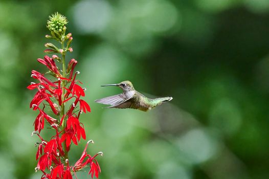 Juvenile male Ruby-throated Hummingbird (rchilochus colubris) feeding on a cardinal flower (Lobelia cardinalis).