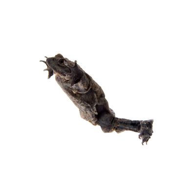 Titicaca water frog or Telmatobius culeus isolated on white background