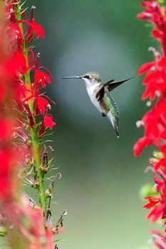 Ruby-throated Hummingbird (rchilochus colubris) feeding on a cardinal flower (Lobelia cardinalis).