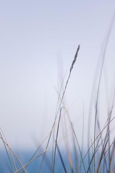 Nature background, environmental and agriculture concept - Rural field, a day in countryside