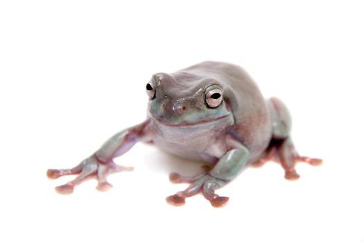 Australian Green Tree Frog, Litoria caerulea, isolated on white background