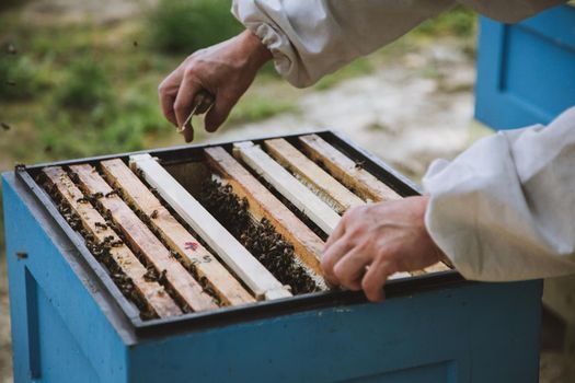 Beekeeper is working with bees and beehives on the apiary.