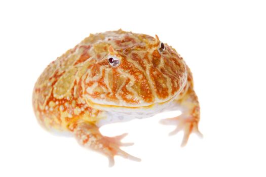 The chachoan horned frog, Ceratophrys cranwelli, isolated on white background