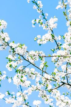 Floral beauty, dream garden and natural scenery concept - Cherry tree blossom and blue sky, white flowers as nature background