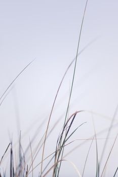 Nature background, environmental and agriculture concept - Rural field, a day in countryside