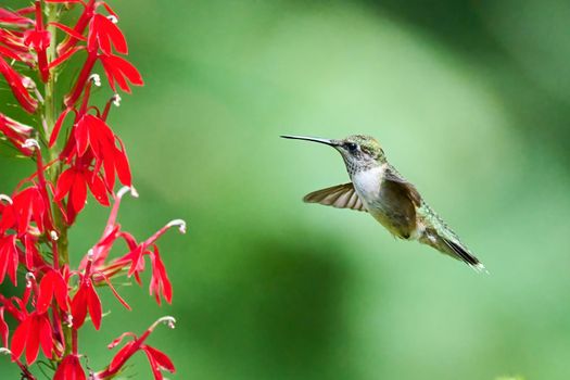 Juvenile male Ruby-throated Hummingbird (rchilochus colubris) feeding on a cardinal flower (Lobelia cardinalis).