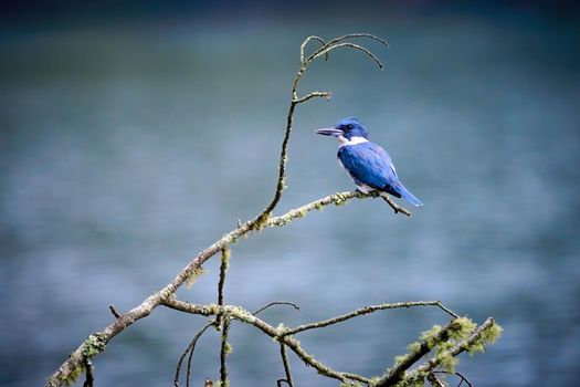 Male Belted Kingfisher (Megaceryle alcyon) perched on a dead branch at Lake Chatuge, NC.