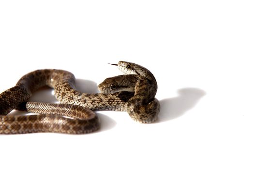 The two headed Japanese rat snake, Elaphe climacophora, isolated on white background