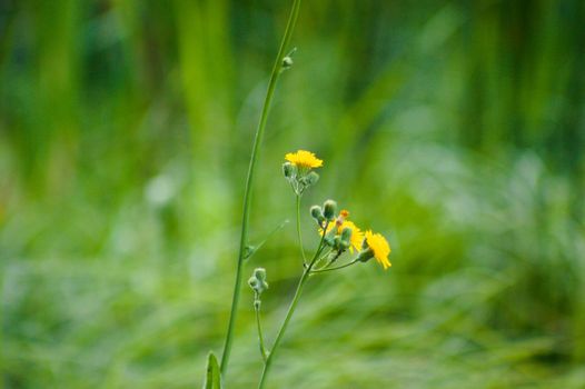 Close-up of perennial sowthistle flowers with wild green blurred plants on background