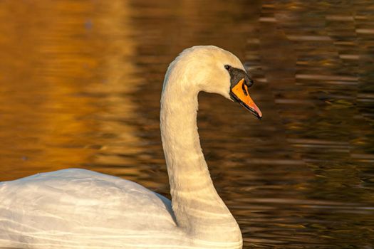 beautiful swan on blue lake water in sunny day during summer, swans on pond, nature series in Birmingham UK