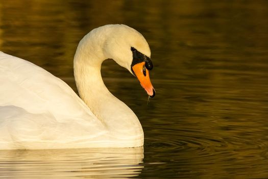 beautiful swan on blue lake water in sunny day during summer, swans on pond, nature series in Birmingham UK