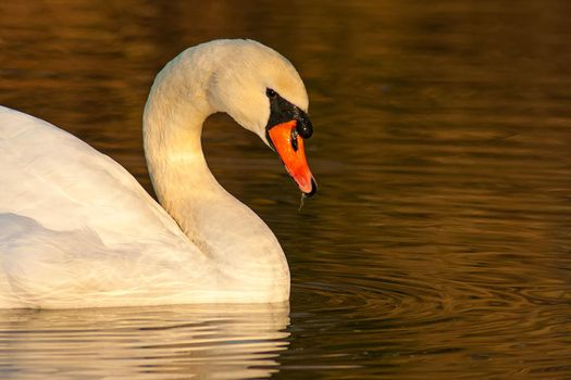 beautiful swan on blue lake water in sunny day during summer, swans on pond, nature series in Birmingham UK