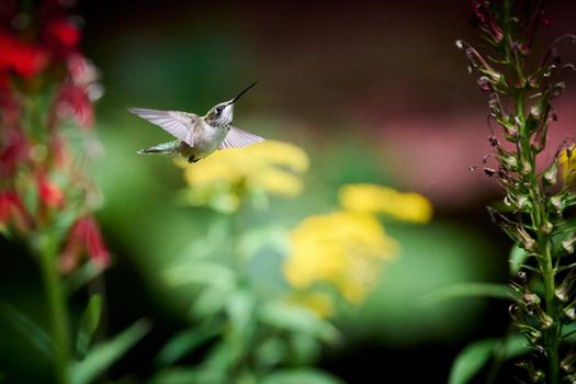 Juvenile male Ruby-throated Hummingbird (rchilochus colubris) in flight.