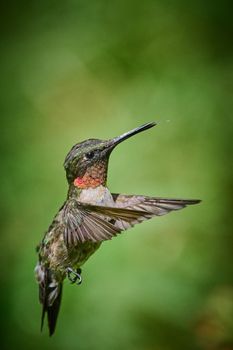 Adult male Ruby-throated Hummingbird (rchilochus colubris).