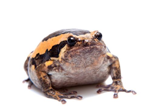 The banded bullfrog, Kaloula pulchra, isolated on white background