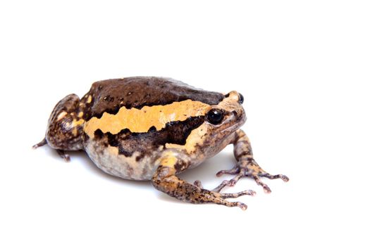 The banded bullfrog, Kaloula pulchra, isolated on white background